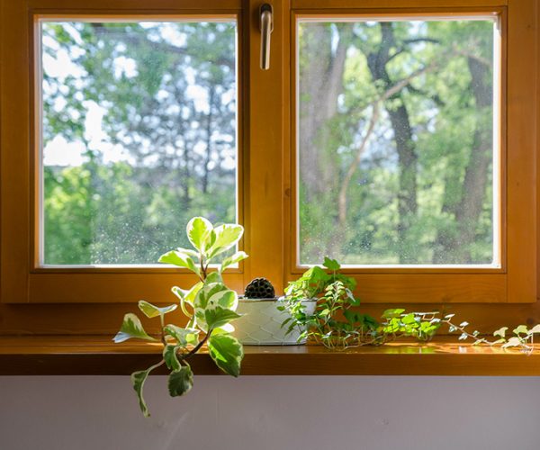 fenetre-bois Plante sur le rebord d'une fenêtre en bois